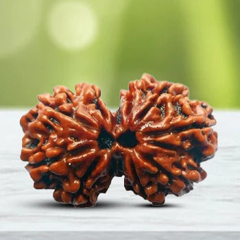 100% Original Gauri Shankar Rudraksha