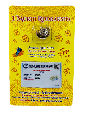 One Mukhi / Faced Half Moon Rudraksha