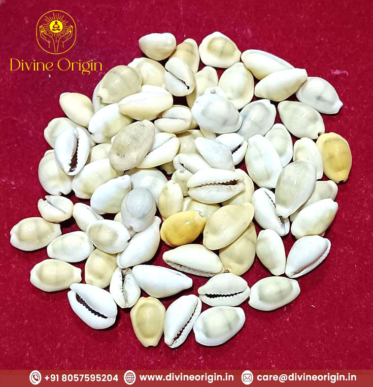 Brown Lakshmi Kauri,Cowrie (11 Pieces Of Cowrie) For Pooja