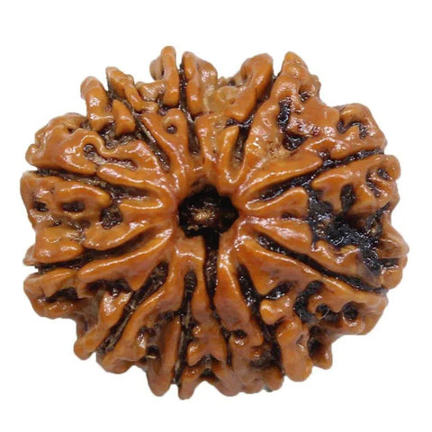 11 Faced / Mukhi Nepali  Rudraksha Beads