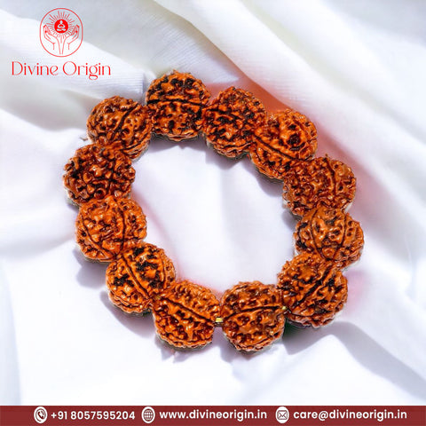 6 Mukhi Rudraksh  Bracelet