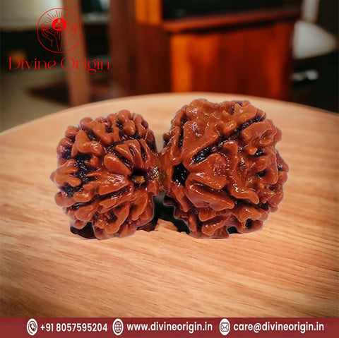 100% Original Gauri Shankar Rudraksha