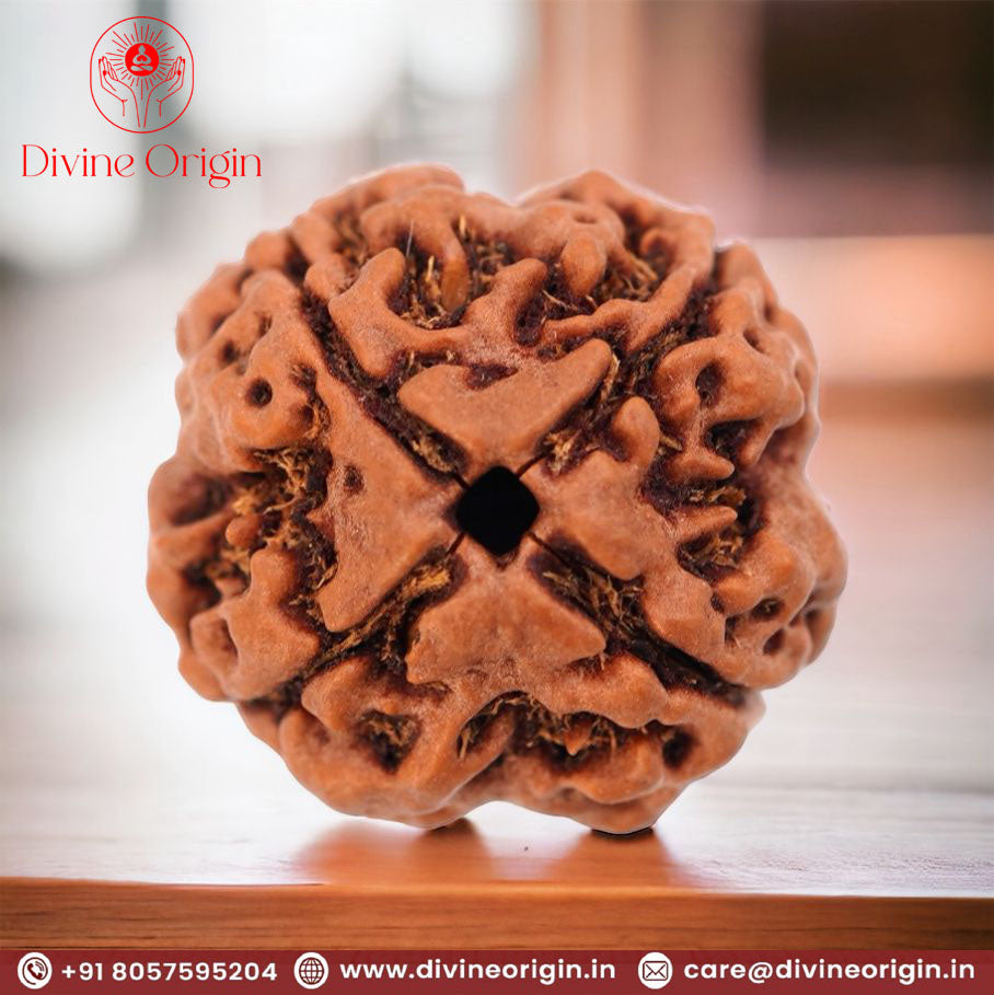 4  face / Mukhi  Nepali Rudraksha