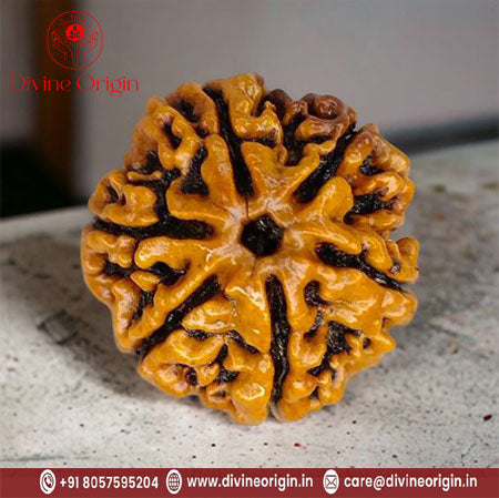 06 Mukhi / Faced Natural Nepali Rudraksha Beads