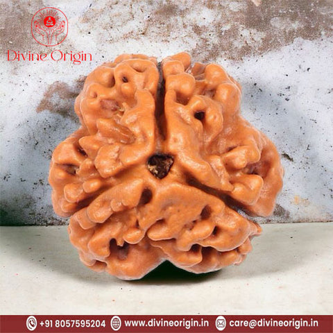 3 Mukhi / Faced Nepali Rudraksha