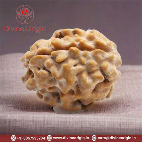 02 Faced Natural Nepali Rudraksha