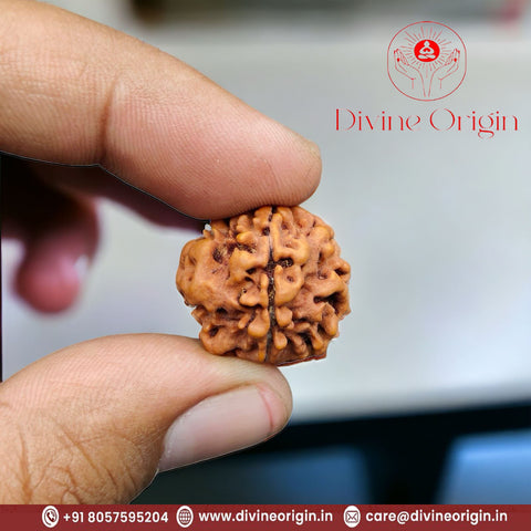 01 Mukhi / Faced Himalayan Rudraksha