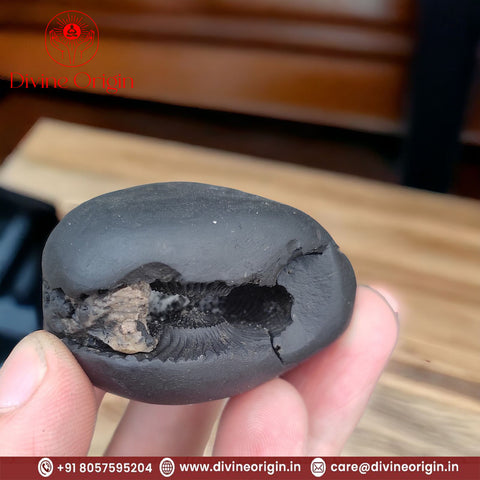 Laxmi Narayan Shaligram