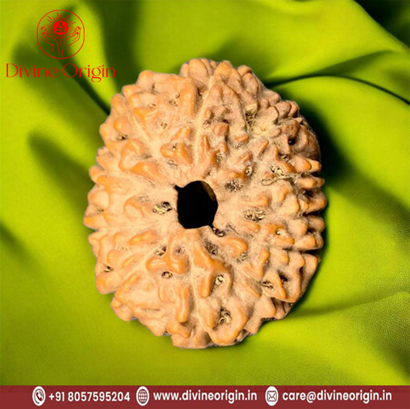 11 Faced Mukhi Indonesia Rudraksha Beads