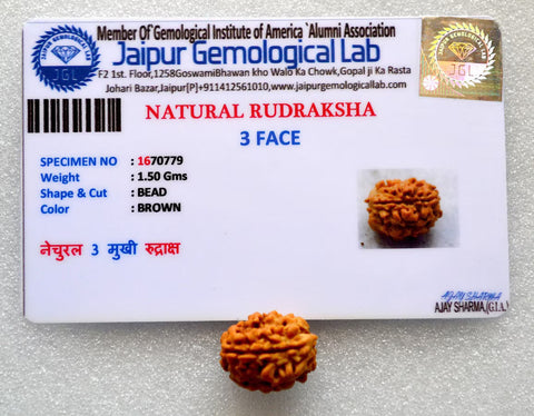 3 Mukhi / Faced Nepali Rudraksha