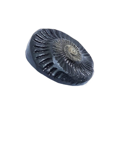 Sudarshan Shaligram