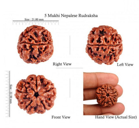 05 Mukhi / Faced Natural Nepali Rudraksha Beads