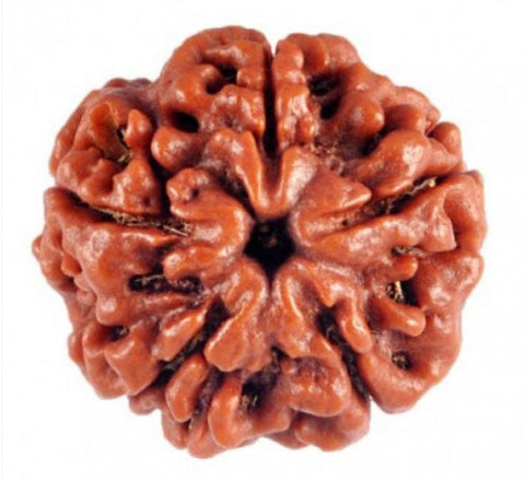 05 Mukhi / Faced Natural Nepali Rudraksha Beads