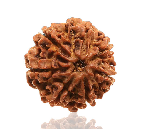 07 Faced Natural Nepali Rudraksha Beads