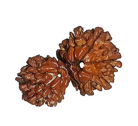 100% Original Gauri Shankar Rudraksha