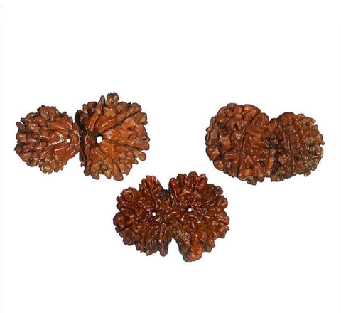 100% Original Gauri Shankar Rudraksha