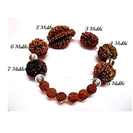 Brown Rudraksh Bracelet 2 To 7 Face Beads (Lab Tested)