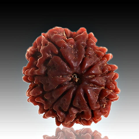 10 Mukhi Rudraksha Pendant