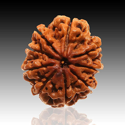 9 Mukhi Rudraksha Pendant kavach