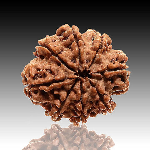 8 Mukhi Rudraksha Pendant