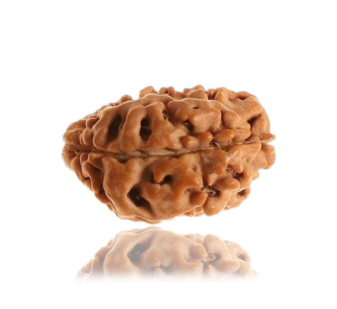 01 Mukhi / Faced Himalayan Rudraksha