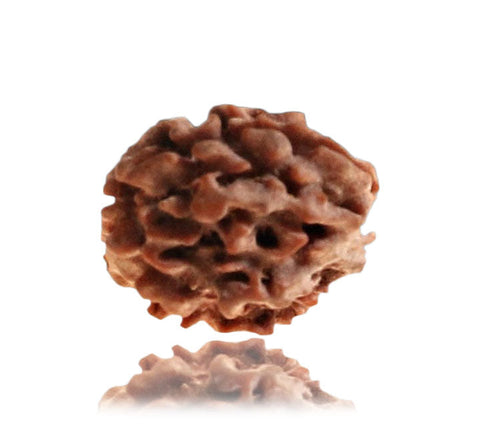 02 Faced Natural Nepali Rudraksha