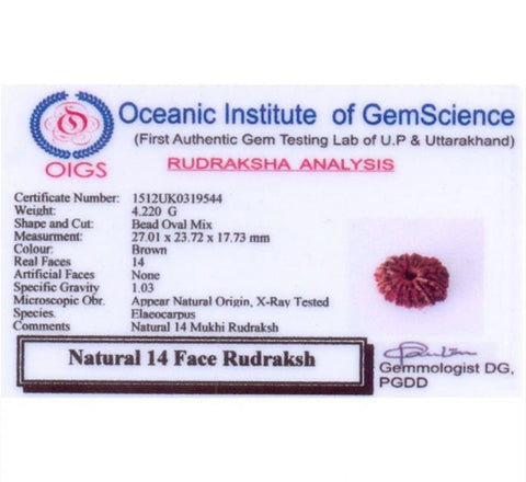 14 Faced Natural Nepali Rudraksha Beads