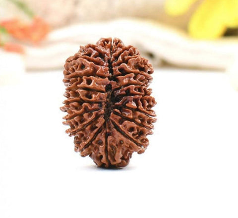 18 Mukhi Nepali Rudraksha Beads