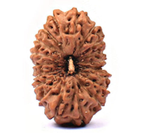 19 Mukhi Nepali Rudraksha Beads