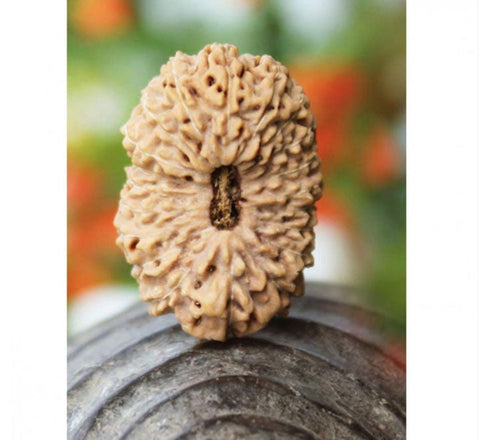 20 Mukhi  Nepali Rudraksha Beads