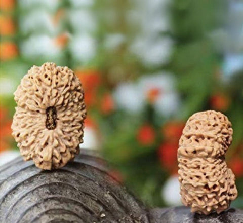 20 Mukhi  Nepali Rudraksha Beads