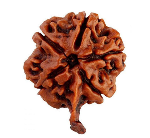 Ganesh Rudra Roop Ganesh Rudraksha – Divine Origin India