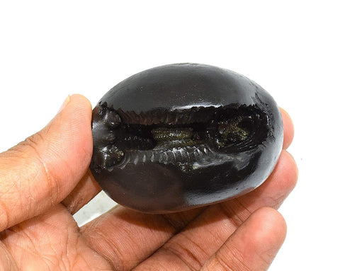 Laxmi Narayan Shaligram