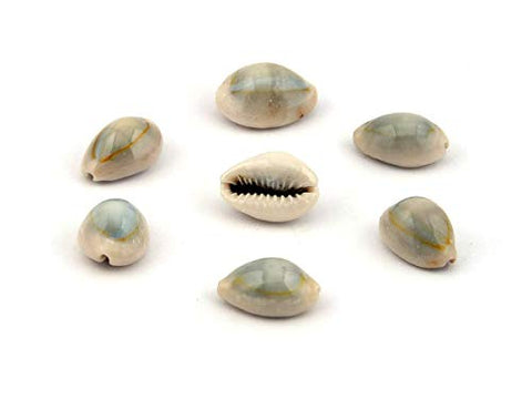 Brown Lakshmi Kauri,Cowrie (11 Pieces Of Cowrie) For Pooja