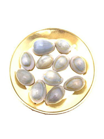 Brown Lakshmi Kauri,Cowrie (11 Pieces Of Cowrie) For Pooja