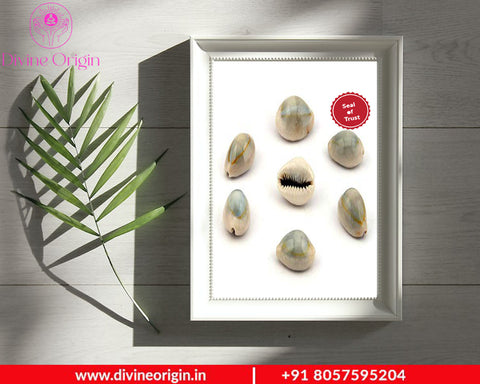 Brown Lakshmi Kauri,Cowrie (11 Pieces Of Cowrie) For Pooja